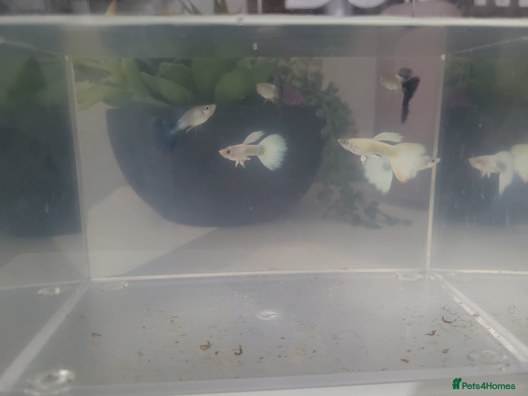 Bettas fish for sale: 6 male guppies  - Image 2