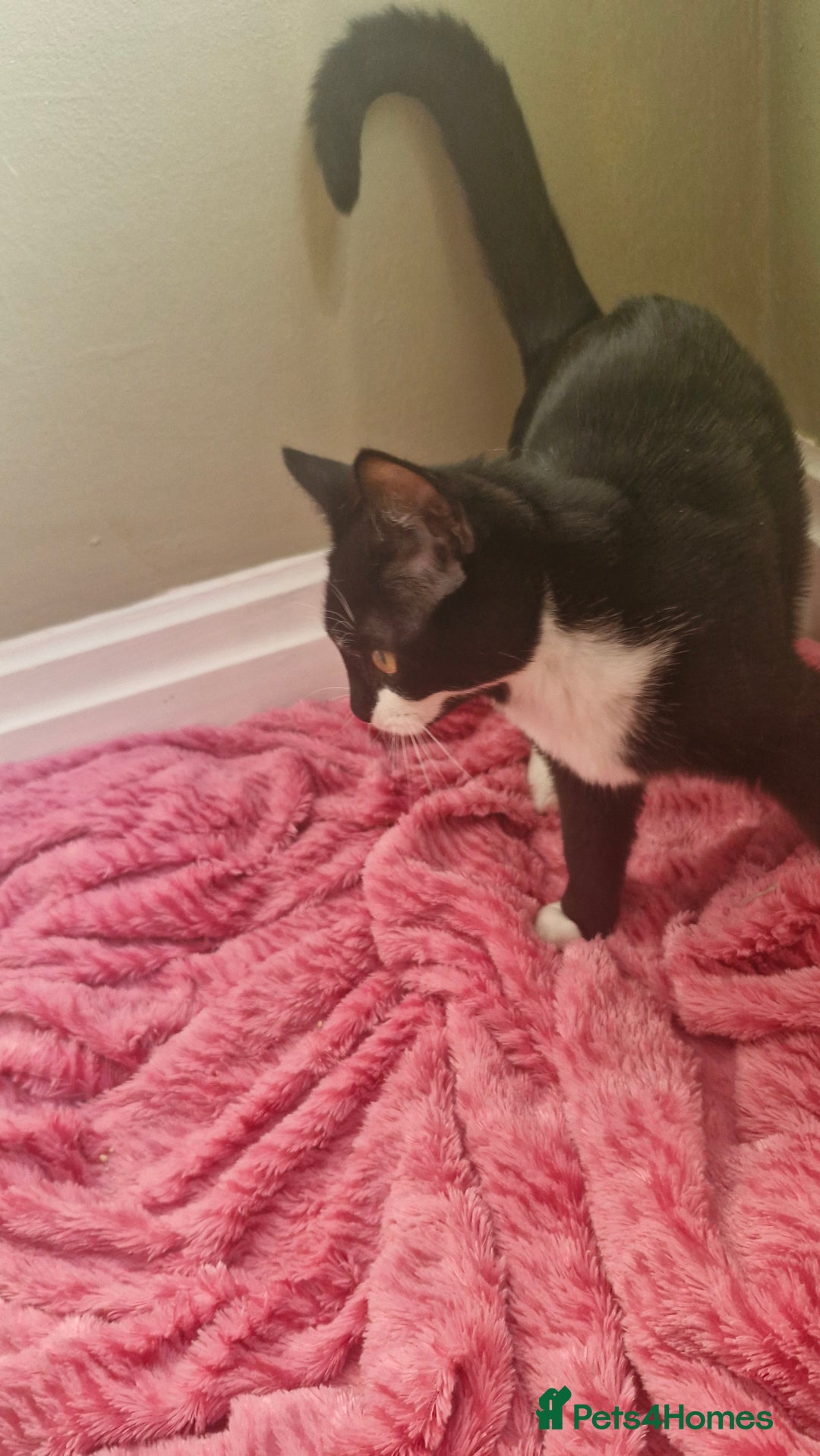 Ragdoll cats for sale: Siblings in desperate need of a good home  - Advert 8