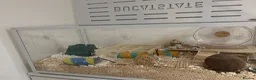 Hamster rodents for sale: Syrian Hamster - around 4 months old in Didcot - Advert 9