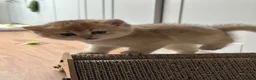 British Shorthair cats for sale: Golden British Shorthair Kittens - Advert 6