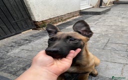 German Shepherd dogs for sale: Dutch herder (Dave)  - Advert 2