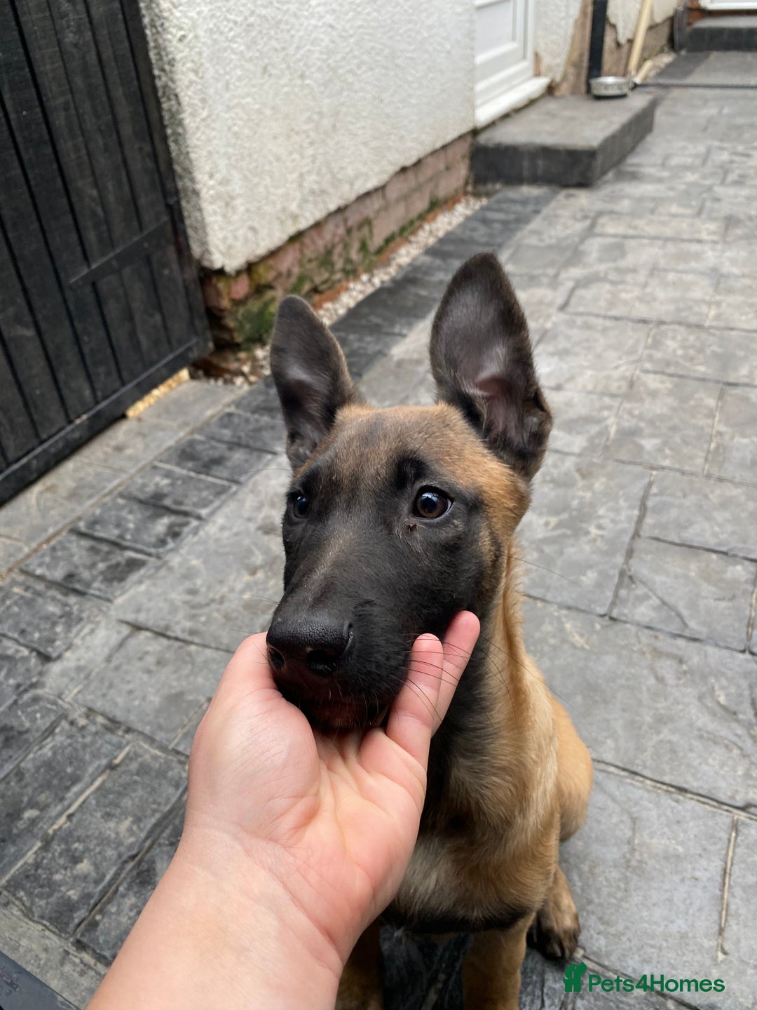 German Shepherd dogs for sale: Dutch herder (Dave)  - Advert 2