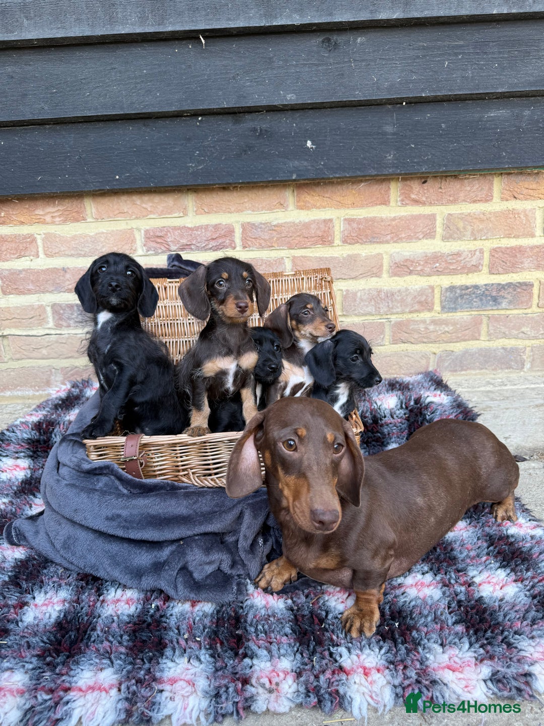 Mixed Breed dogs for sale: 🐾 Gorgeous Doxiepoo Puppies – Ready 07/08! 🐾 - Image 15