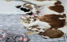 Cavalier King Charles Spaniel dogs for sale: Fully health tested included MRI scan  - Image 15
