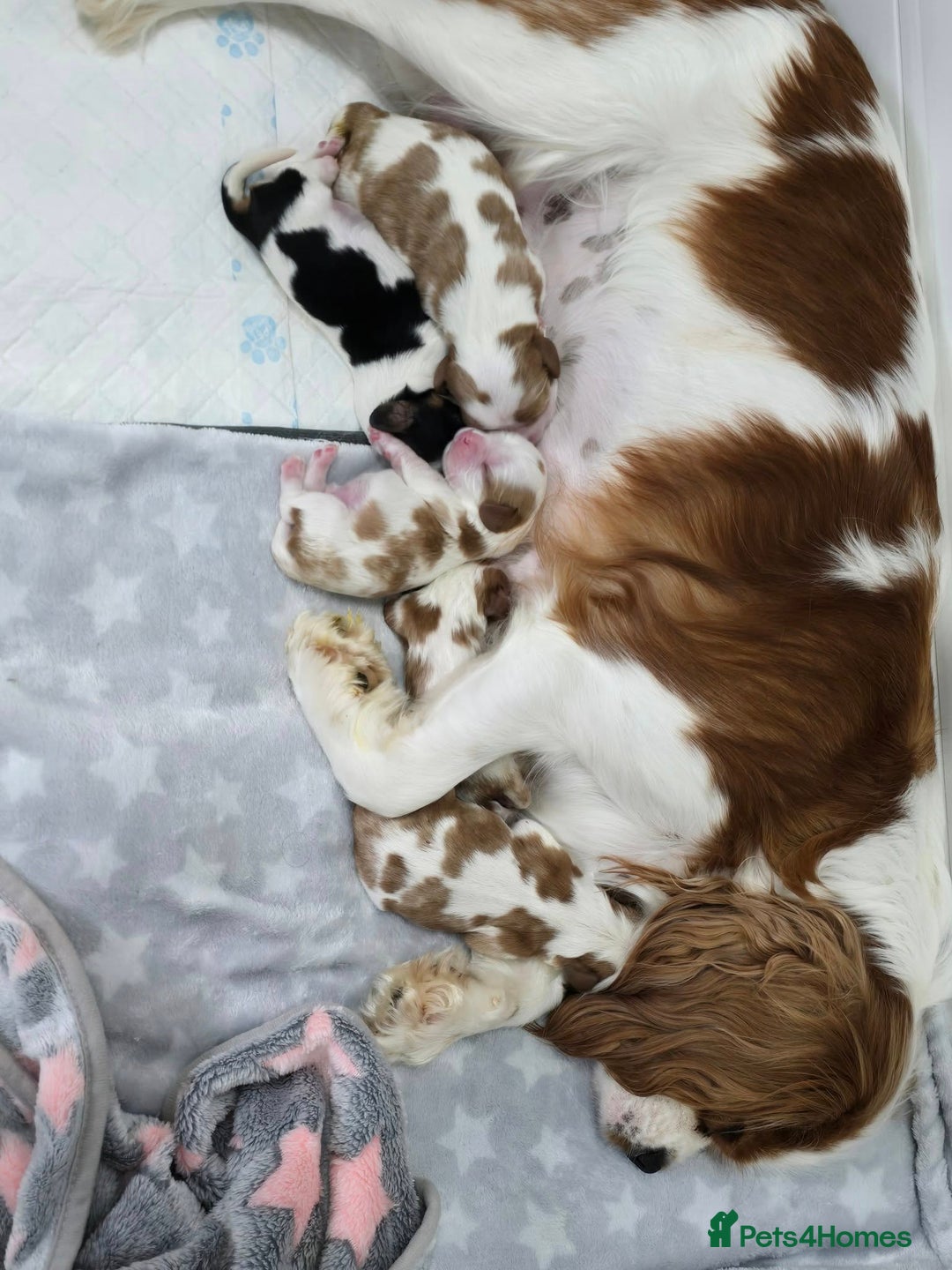 Cavalier King Charles Spaniel dogs for sale: Fully health tested included MRI scan  - Image 15