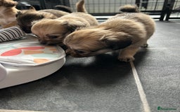 Chipoo dogs for sale: F1b Chipoo last girl  - Image 9