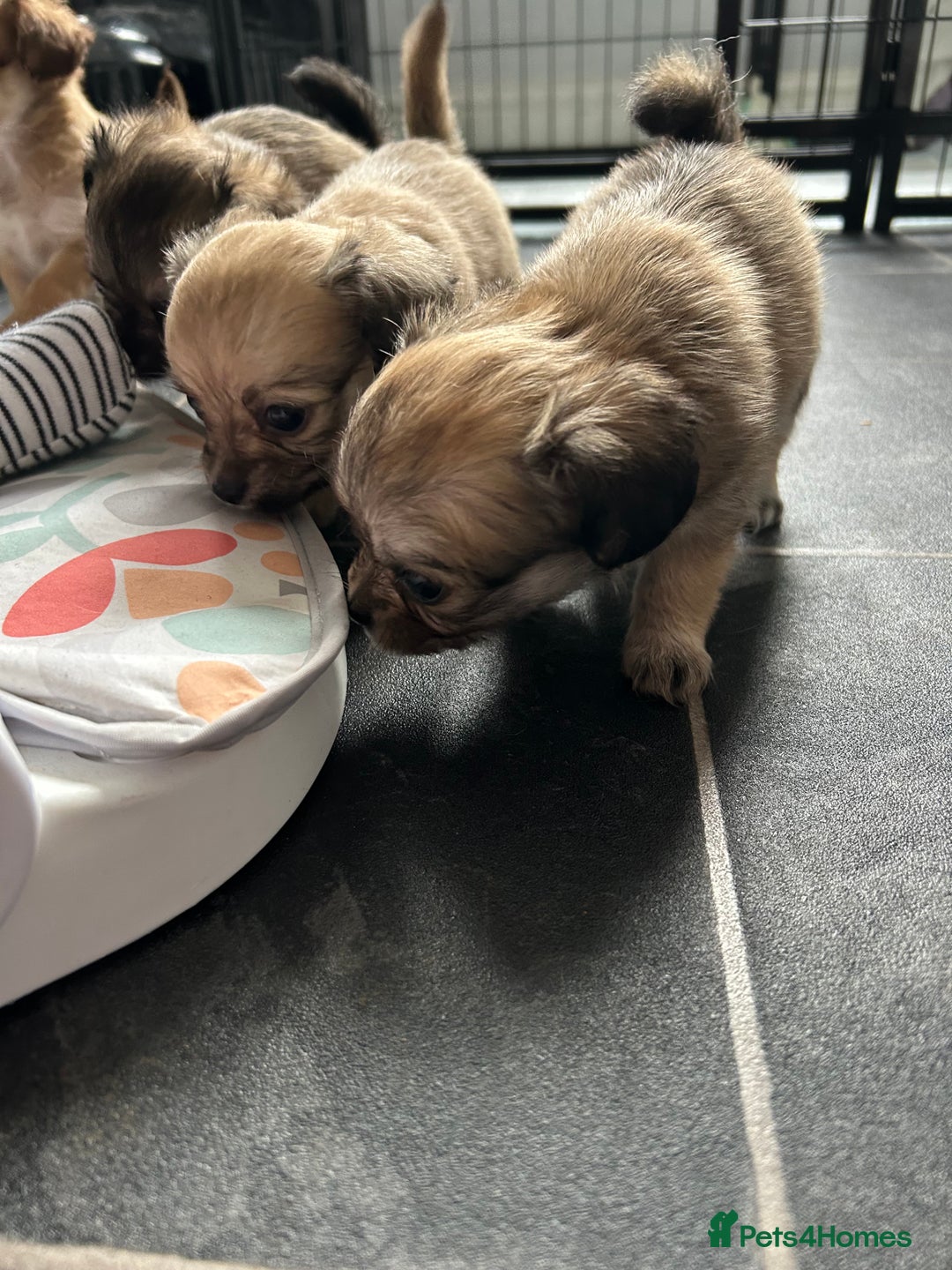 Chipoo dogs for sale: F1b Chipoo last girl  - Image 9