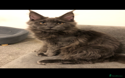 Maine Coon cats for sale: Beautiful Blue/Black Smoked or Solid Maine Coons  - Image 19