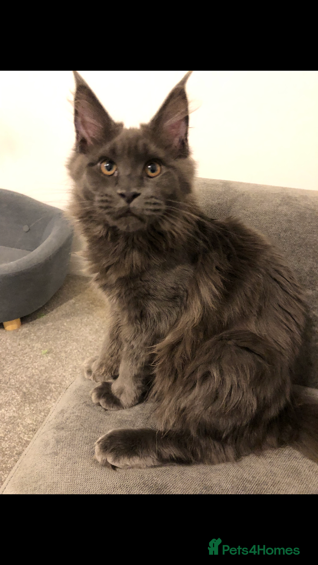 Maine Coon cats for sale: Beautiful Blue/Black Smoked or Solid Maine Coons  - Image 19