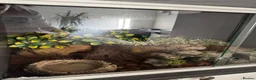 Leopard Gecko reptiles for sale: 8 year old leopard gecko + full set up  in Esher - Advert 5