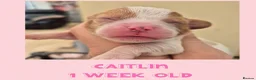 Cavalier King Charles Spaniel dogs for sale: Rkc reg Cavalier Puppies 2 x girls AVAILABLE  - Advert 11