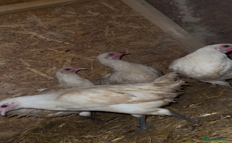 Chickens poultry - Advert 13