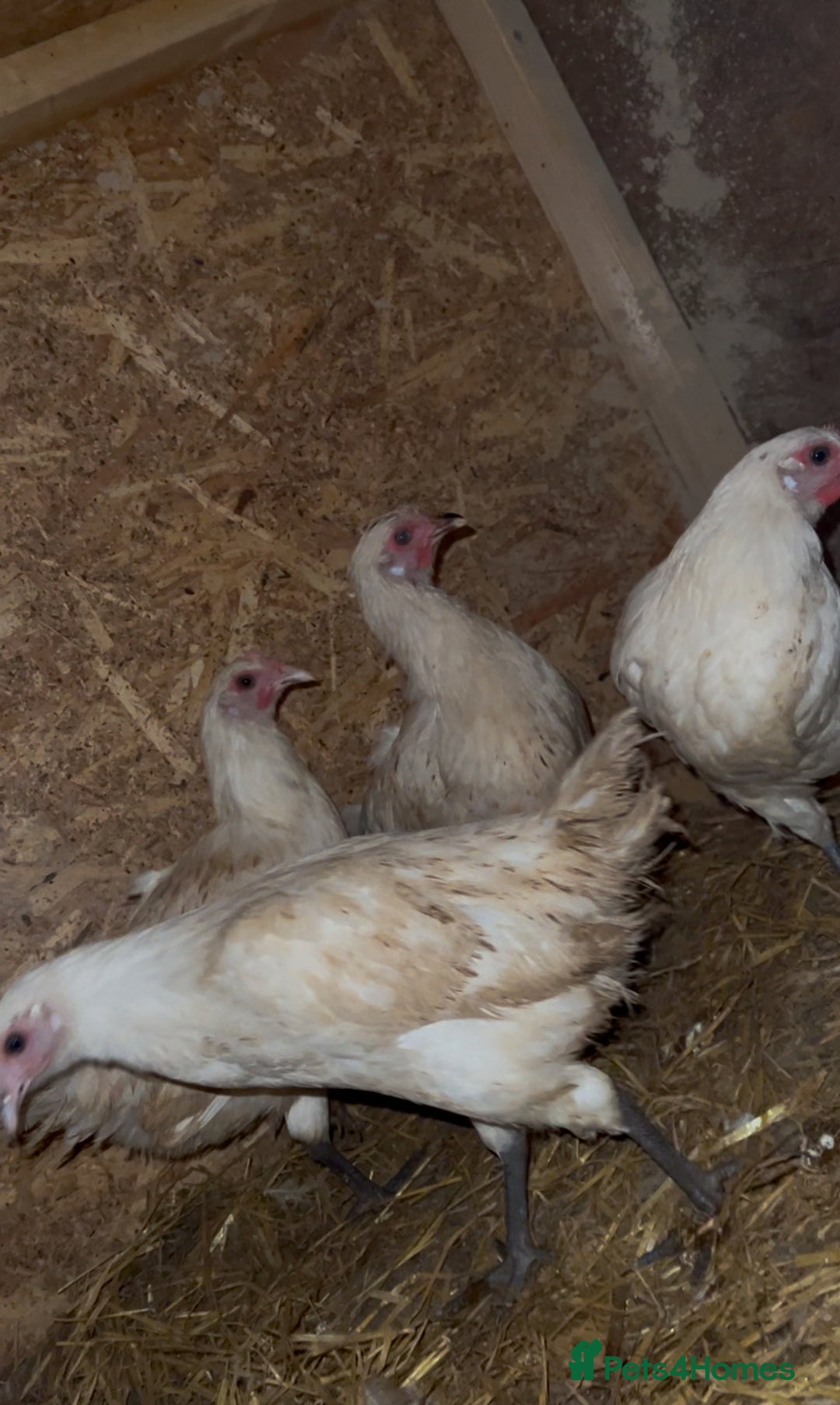 Chickens poultry for sale: Healthy young pullets.  - Advert 1