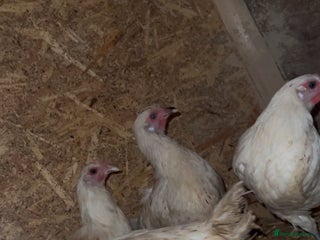 Chickens poultry - Advert 13