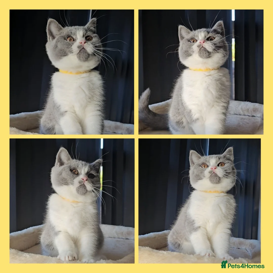 British Shorthair cats for sale: 4 perfect british shorthair kittens  - Advert 2