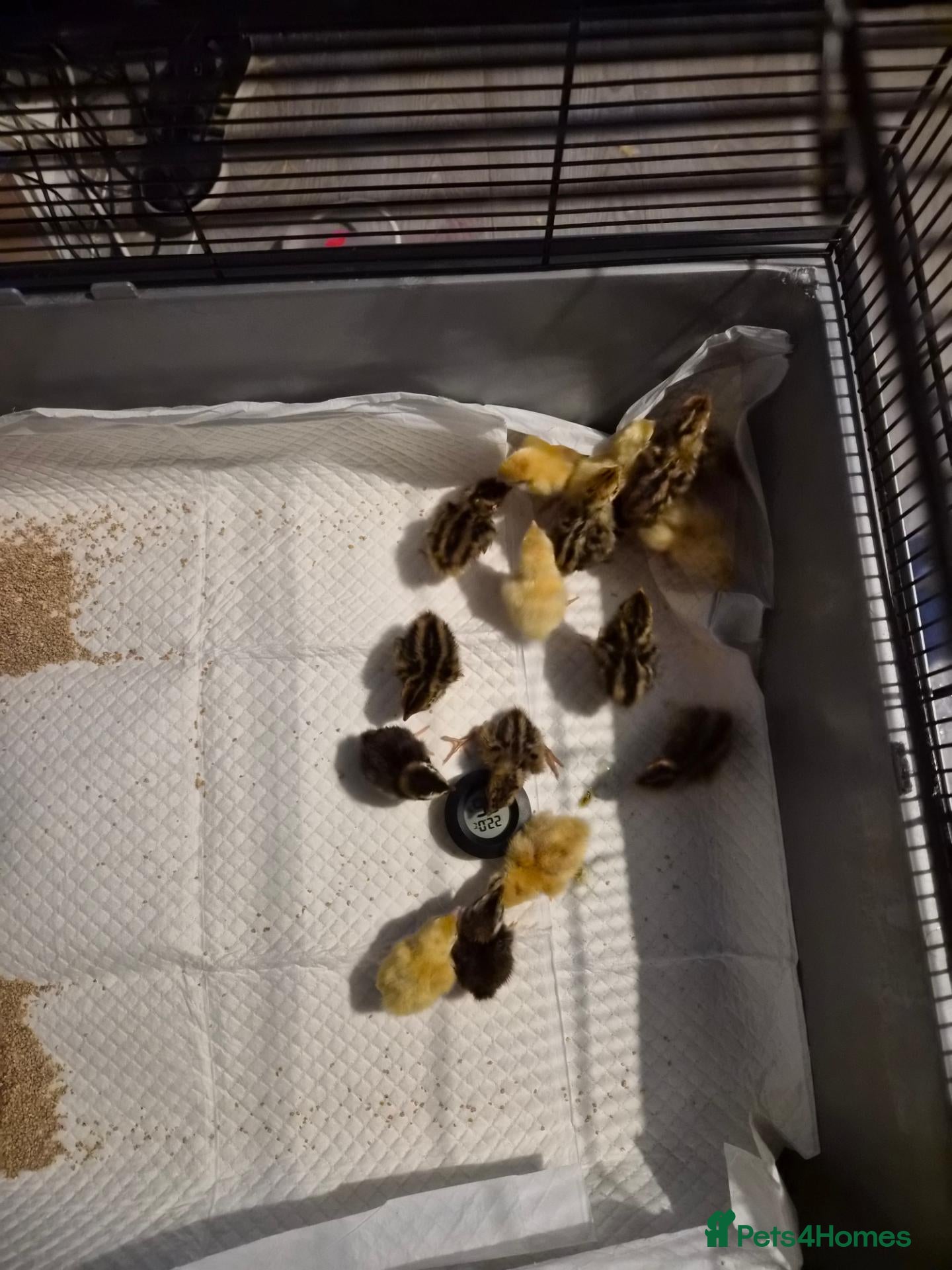 Quail poultry Button and courtinex chicks available  - Advert 14