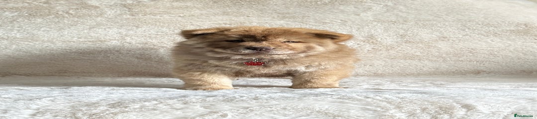  Puppy 3