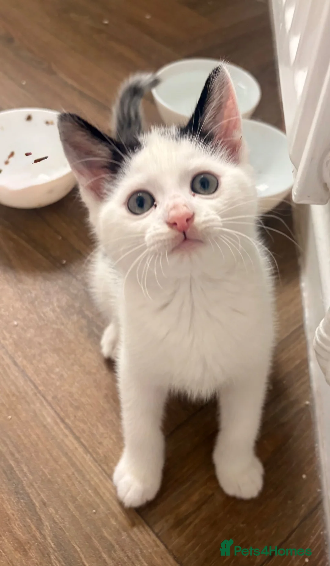 Mixed Breed cats for sale: One beautiful little male kitten left ready now  in Aldeburgh - Advert 2