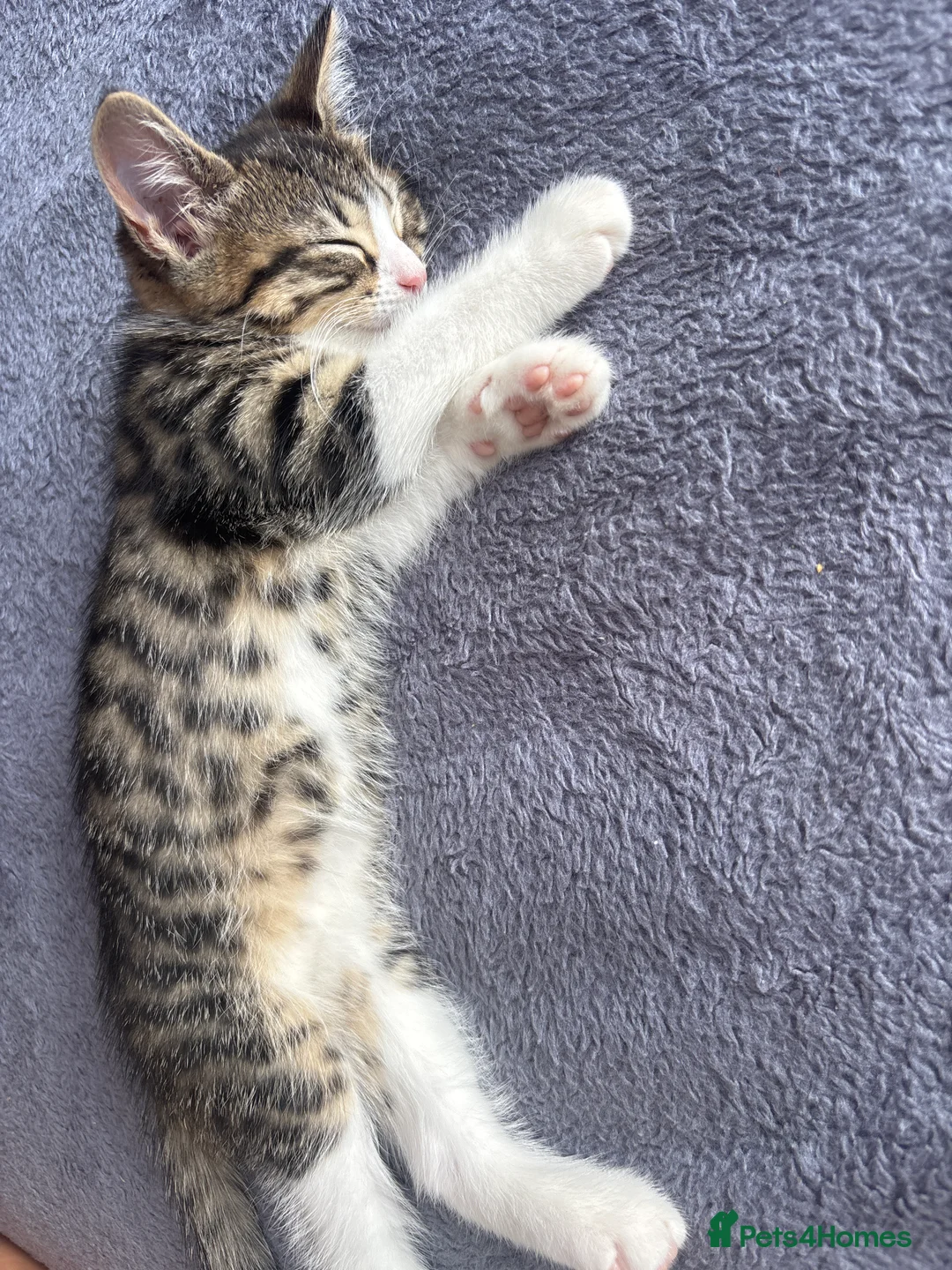 Mixed Breed cats for sale: Kittens - Advert 2