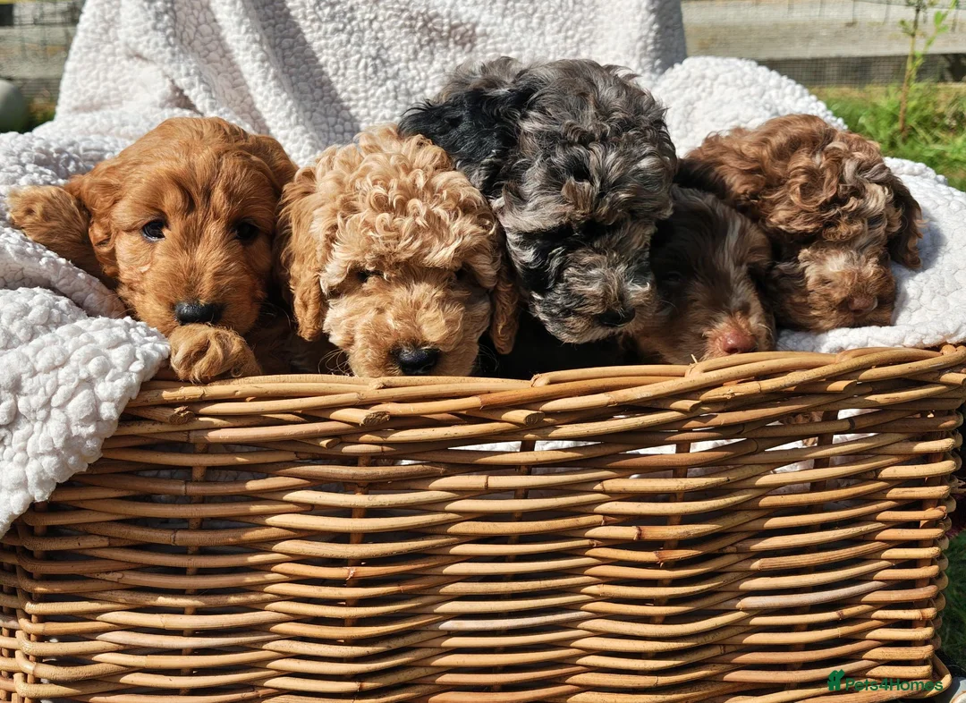 Cockapoo dogs for sale: 5 Loving cockapoos  - Advert 1