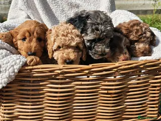 Cockapoo dogs Loving cockapoos **ready for there forever home** - Advert 1