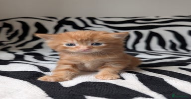 Mixed Breed cats - Advert 14