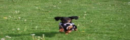 Mixed Breed dogs for sale: Poppy - Advert 3