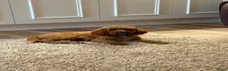 Cavapoo dogs for sale: F1bb Toy Cavapoo Puppies  Only 1 Gorgeous Girl  - Advert 6