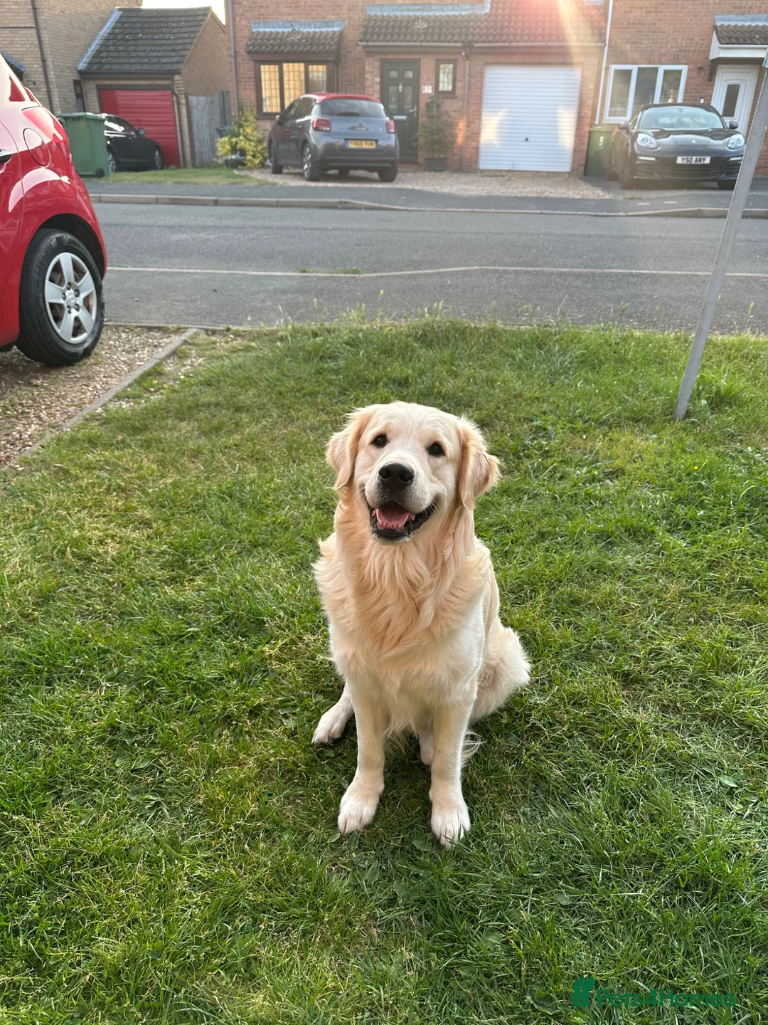 Golden Retriever dogs for sale: Brodie🤍 3 Year Old Golden Retriever! 🐶  - Advert 9
