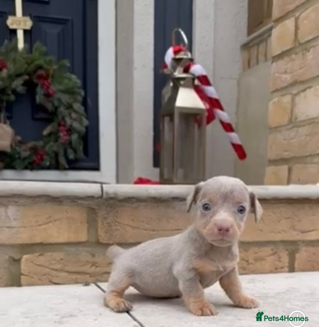 Jack Russell dogs for sale: Much wenlock jack russell pups  - Advert 4