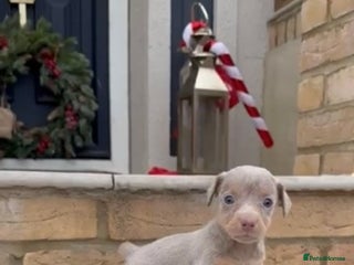 Jack Russell dogs Much wenlock jack russell pups - Advert 1