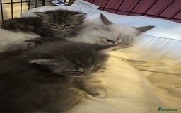 Mixed Breed cats for sale: Siberian x maincoon ready 5th november - Image 2
