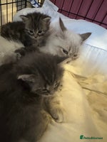 Mixed Breed cats - Advert 4