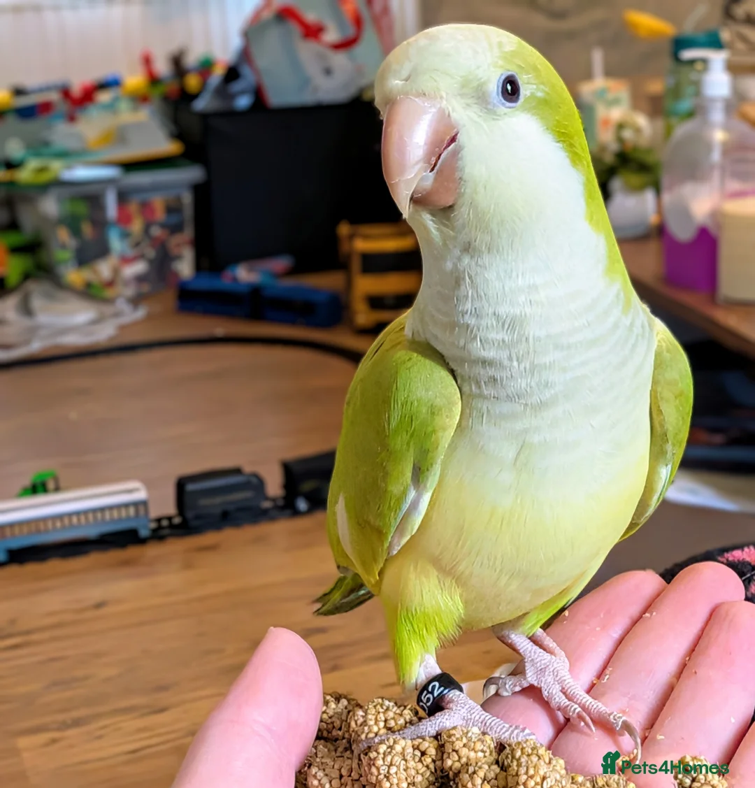 Parrots birds for sale: Female Quaker needs new home with full set up - Advert 2