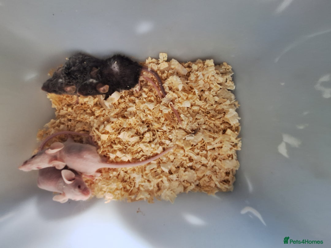 Mouse rodents for sale: Fancy pet mice for sale £8 each  - Image 8