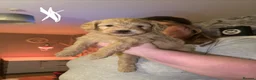 Goldendoodle dogs for sale: 2 girls left. F1 mini Goldendoodles - Advert 24