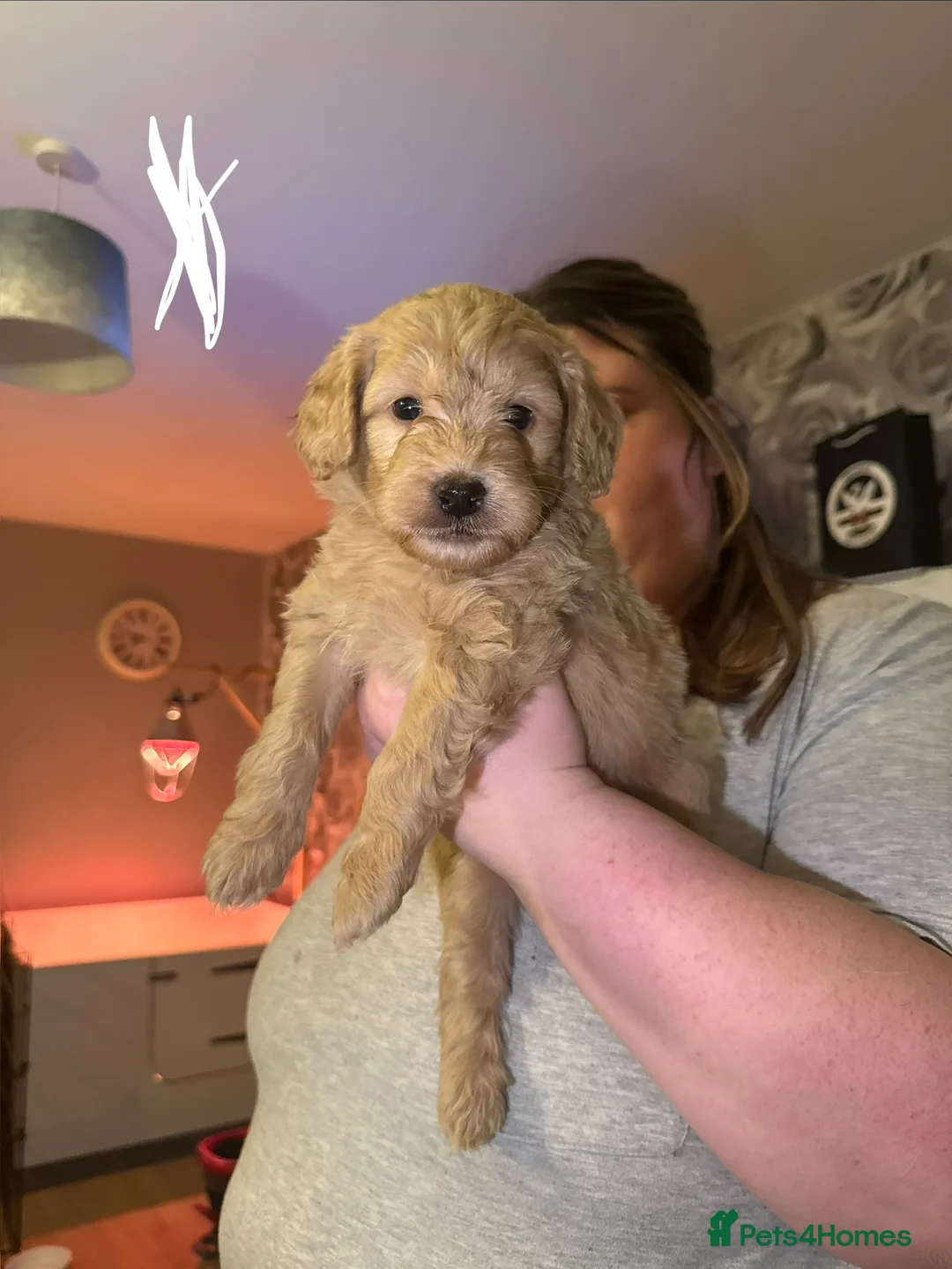Goldendoodle dogs for sale: 2 girls left. F1 mini Goldendoodles - Advert 24