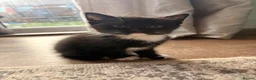 Mixed Breed cats for sale: Last 3 kitten !  1 male 2 females cute kittens  - Advert 17