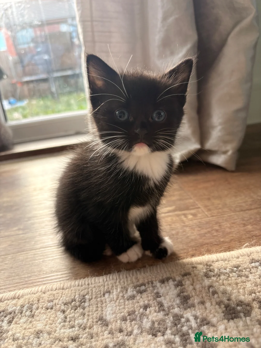 Mixed Breed cats for sale: Last 3 kitten !  1 male 2 females cute kittens  - Advert 17