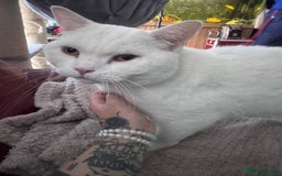 British Shorthair cats for sale: British shorthair boy - Image 2
