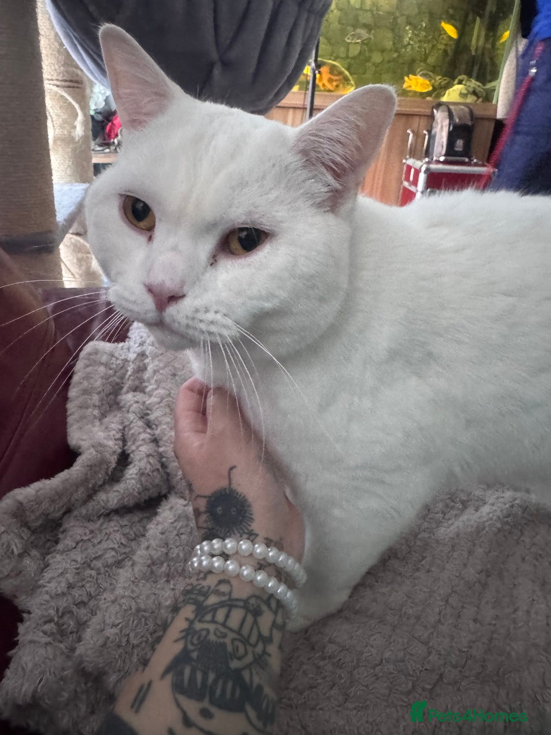 British Shorthair cats for sale: British shorthair boy - Image 2
