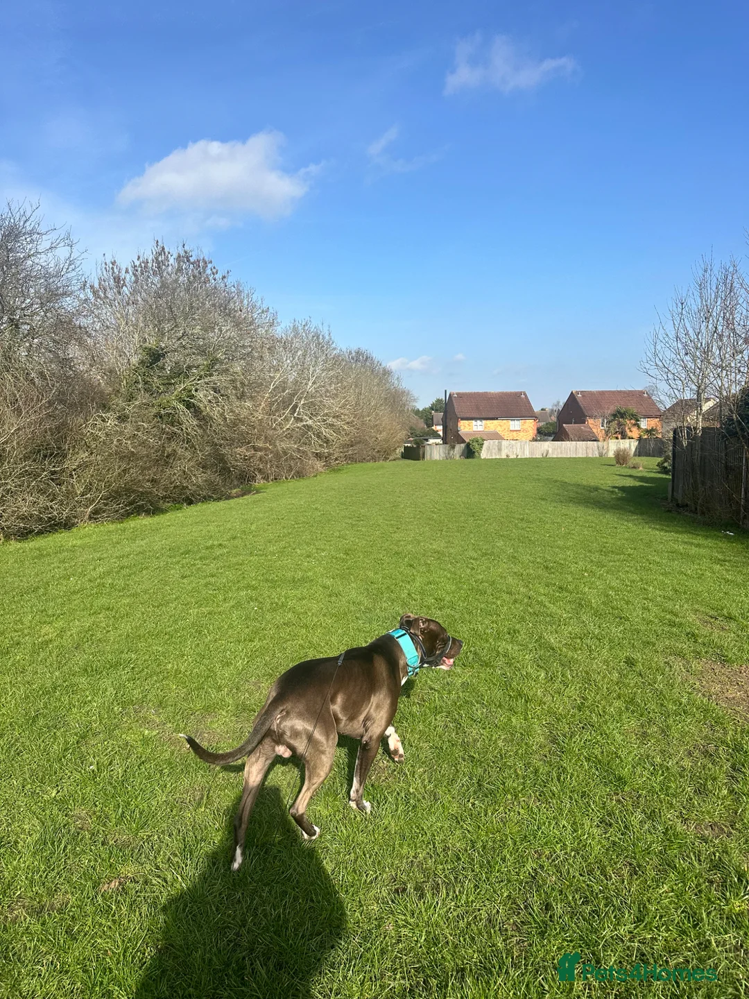 Mixed Breed dogs for sale: Staffordshire cross Lurcher  - Advert 2