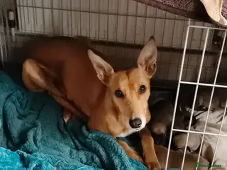 Lurcher dogs Last of the litter - Advert 1