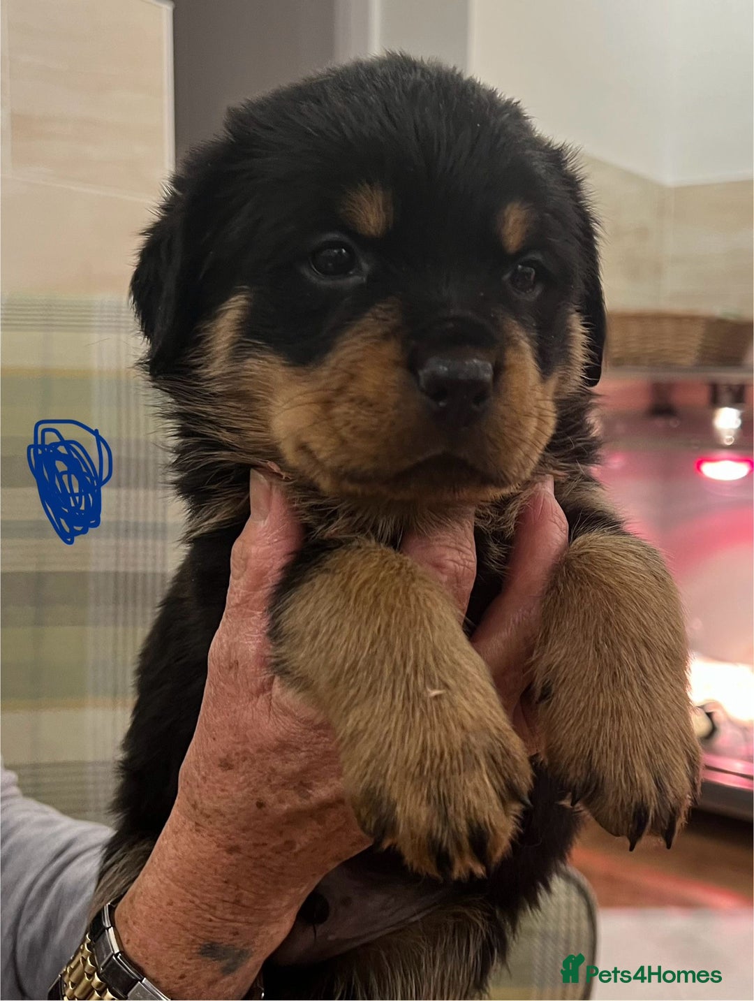 Rottweiler dogs for sale: Rottweiler pups KC Registered + Champ Bloodlines - Image 1