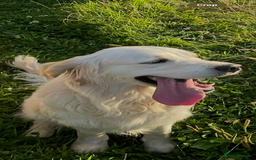 Golden Retriever dogs for sale: Outstanding Champion Lines KC Registered - Image 6