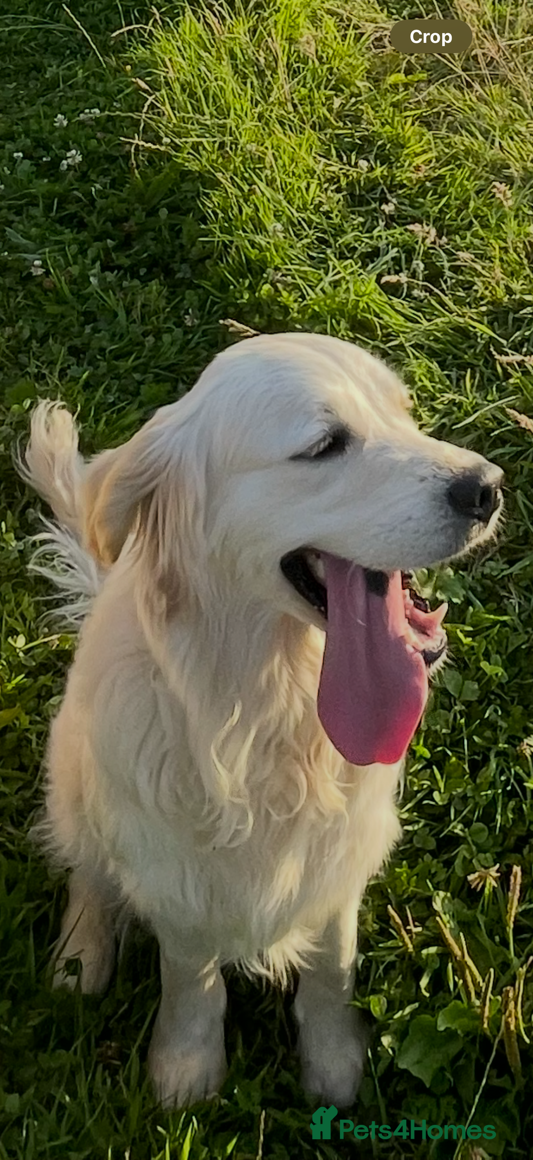 Golden Retriever dogs for sale: Outstanding Champion Lines KC Registered - Image 6