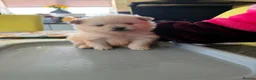 Pomeranian dogs for sale: Pomeranians for sale pups  - Advert 6