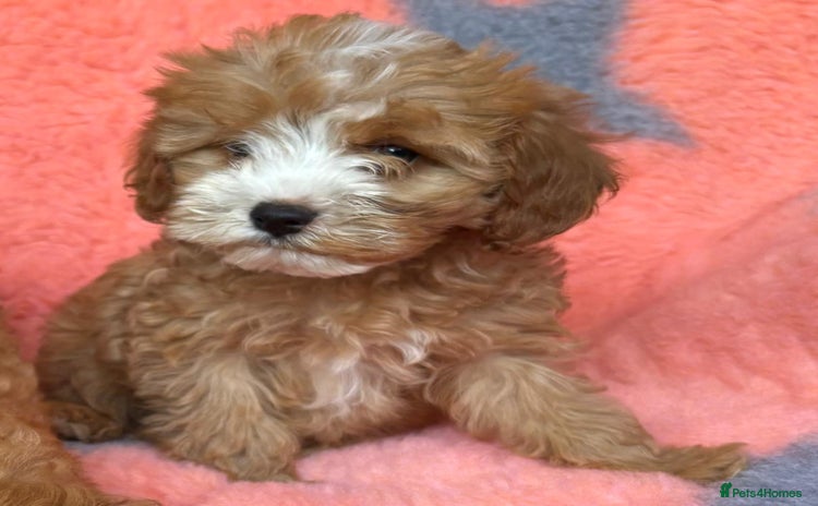 Cavapoo dogs - Advert 12