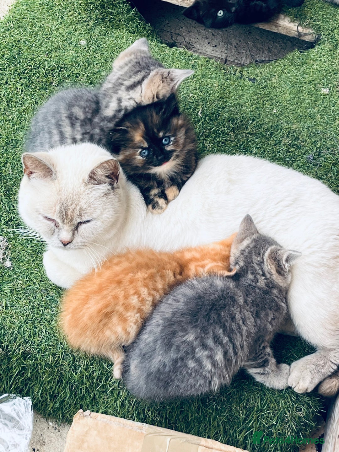 British Shorthair cats for sale: British shorthair X ragdoll  - Image 31
