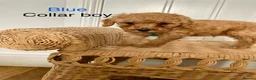 Cavapoochon dogs for sale: 🐾Beautiful F1b Cavapoochon Puppies 🐾 - Advert 10